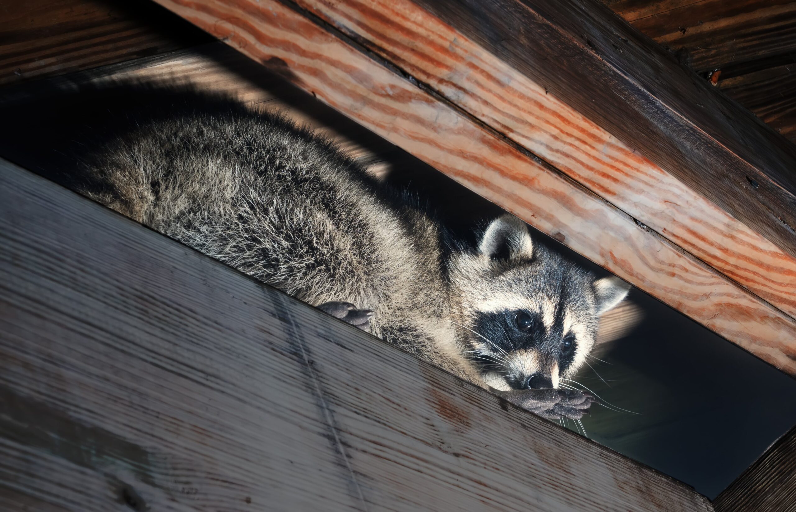 raccoon in rafters needing to be removed