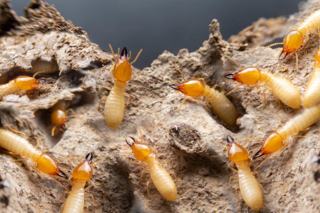 termites being treated