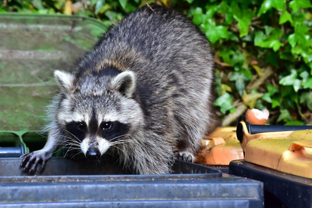 natural raccoon repellents