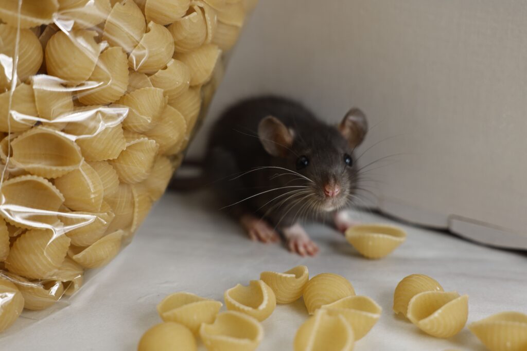 rat getting food in pantry